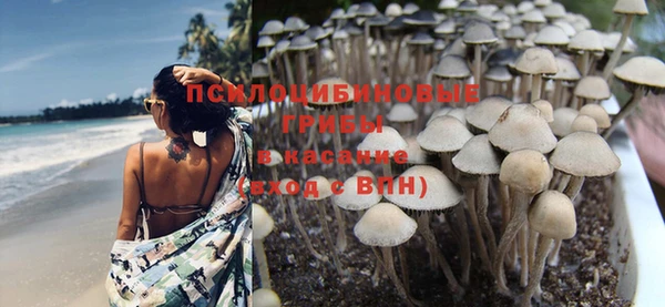 прущие грибы Дмитриев